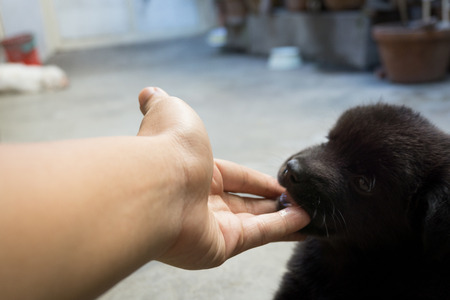 Black puppy love conceptの写真素材