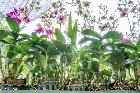 Orchid Gardenの写真素材