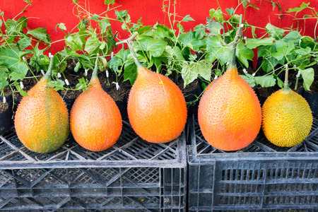 Gac Fruit