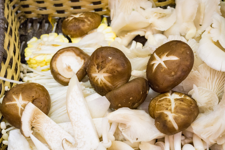 Close up of mushroomの写真素材