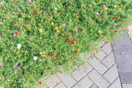 Grass and flowers in the garden の写真素材