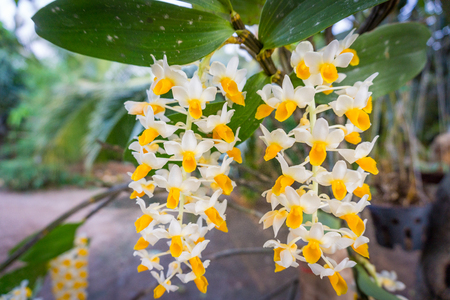 Beautiful yellow orchid flower treeの写真素材