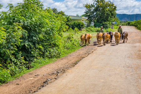 Men and the cows herdのeditorial素材