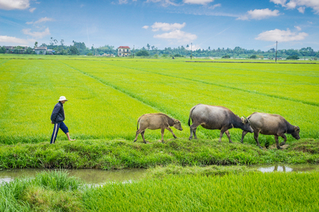 The man shepherding buffalo herd in green fieldのeditorial素材