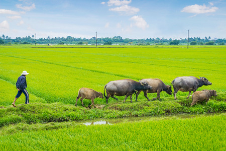 Man shepherding buffalo herd in fieldのeditorial素材