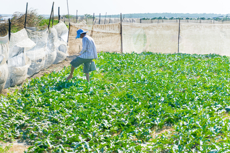 Man watered watermelon plantのeditorial素材