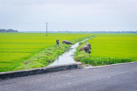 The man shepherding buffalo herd in fieldのeditorial素材