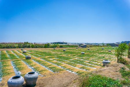 Beautiful watermelon fieldの写真素材