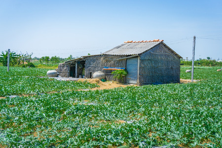 House in watermelon gardenの写真素材