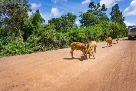 Cows in the country roadの写真素材