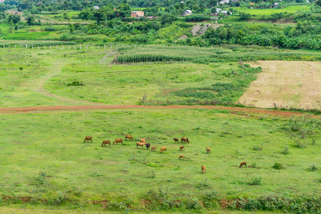 Cows in valleyの写真素材