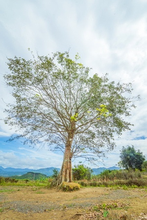 Tall treeの写真素材