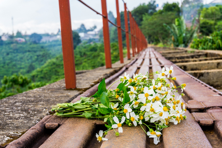 Flowers in roadの写真素材
