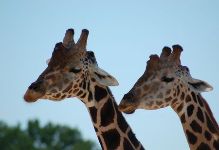 Giraffeの写真素材