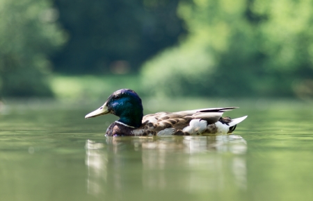 Swimming duck on the lakeの写真素材