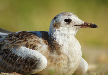 Little Gullの写真素材