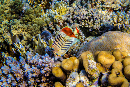 Eritrean butterflyfish near the reef