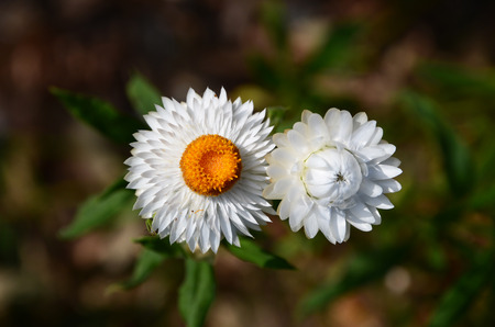 Immortelle flowersの写真素材