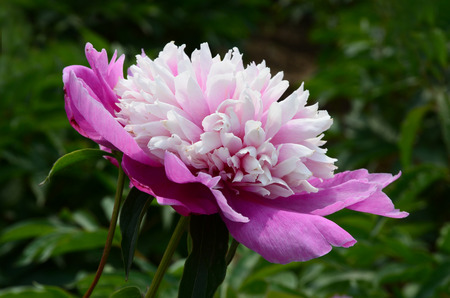 Peony flowersの写真素材
