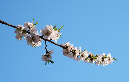 peach blossom