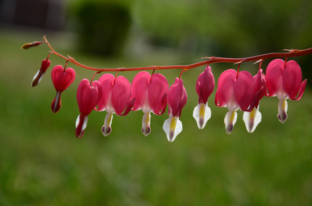 Bicuculline flowersの写真素材
