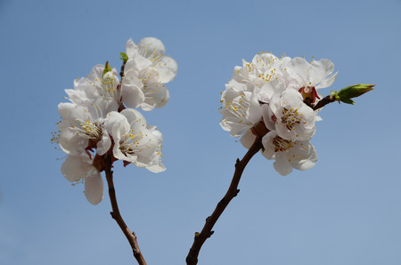 Pear flowersの写真素材