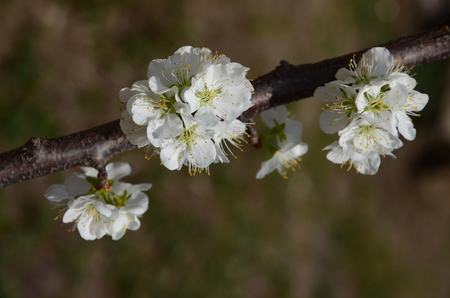 Elegant pear flowersの写真素材
