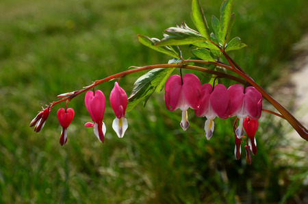 bicuculline flowersの写真素材