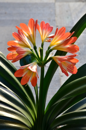 Clivia 