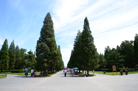 Blue pine forestsのeditorial素材