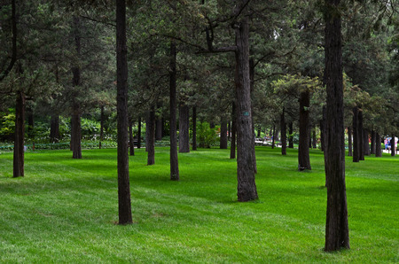 Green treesの写真素材