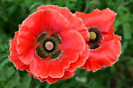 Red corn poppyの写真素材