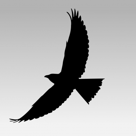 Black bird のイラスト素材