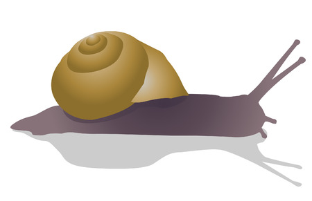snailのイラスト素材