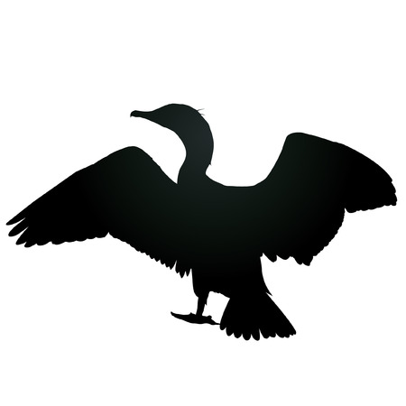 sea gullのイラスト素材