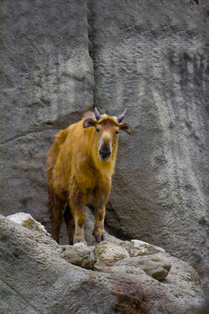 Animal and bird photosの写真素材