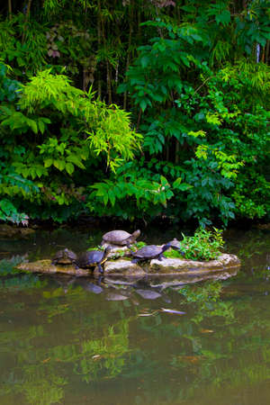 Animals photosの写真素材