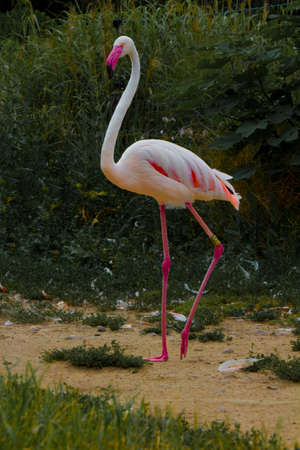 Animals photosの写真素材