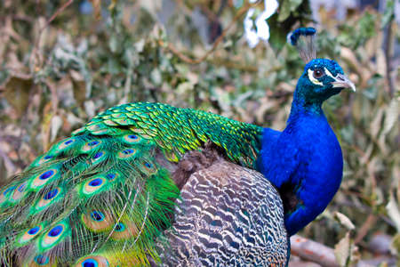 Animals photosの写真素材