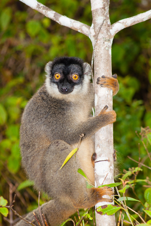 Portrait of common brown lemur, Eulemur fulvus, in Andasibe Mantadia National Park, Madagascarの写真素材