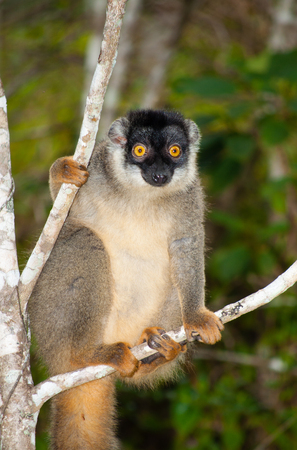 Portrait of common brown lemur, Eulemur fulvus, in Andasibe Mantadia National Park, Madagascarの写真素材