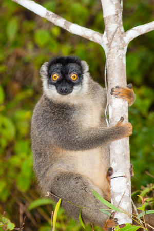 Portrait of common brown lemur, Eulemur fulvus, in Andasibe Mantadia National Park, Madagascarの写真素材