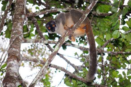 Common brown lemur, Eulemur fulvus, in their natural habitat in Andasibe National Park, Madagascarの写真素材