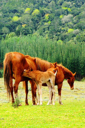 Family of horses with a foal suckling in Hogsback, South Africa.の写真素材