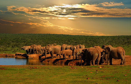 Troop, herd of elephant, Loxodonta africana, drinking at the water hole in late afternoon in Addo Elephant National Parkの写真素材