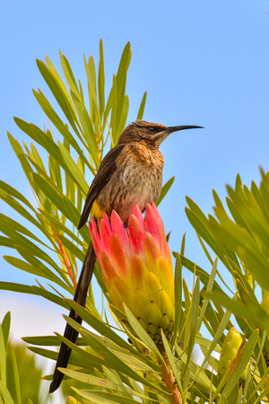 Cape sugarbird (Promerops cafer) perching on a flower of protea in South Africaの写真素材