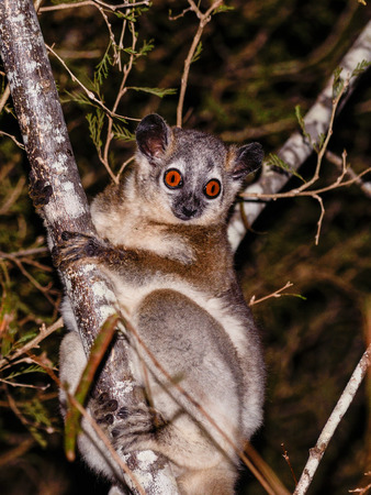 White footed sportive lemur, Lepilemur leucopus, resting  in Berenty private reserve, Madagascar