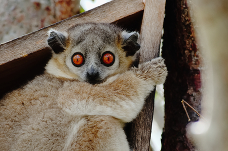 White footed sportive lemur, Lepilemur leucopus, resting in its nest box in Berenty private reserve, Madagascarの写真素材