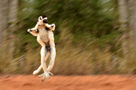 Dancing Vereaux's sifaka, Propithecus verreauxi, with motion blur in Berenty Private Reserve