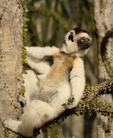 Verreaux's sifaka, Propithecus verreauxi, sitting on a a branch of spiny octopus tree in Berenty Private Reserveの写真素材